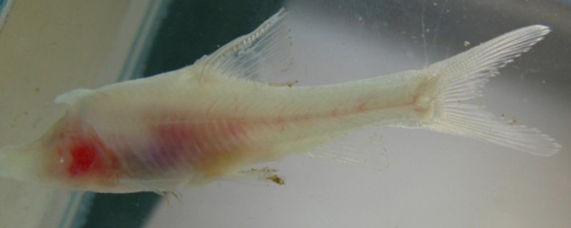 罗平金线鲃是什么鱼？