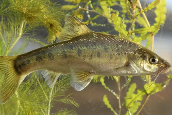 罗平金线鲃是什么鱼?