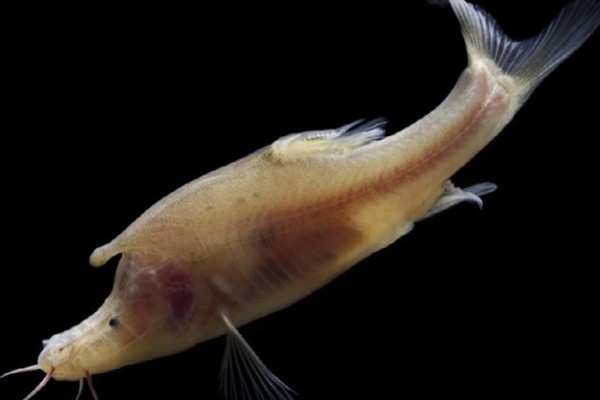 细身金线鲃是什么鱼？