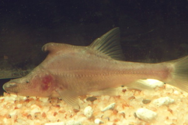 细身金线鲃是什么鱼？