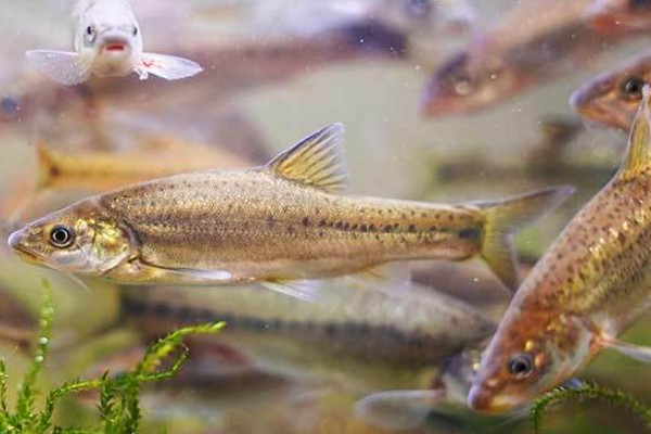 细身金线鲃是什么鱼？