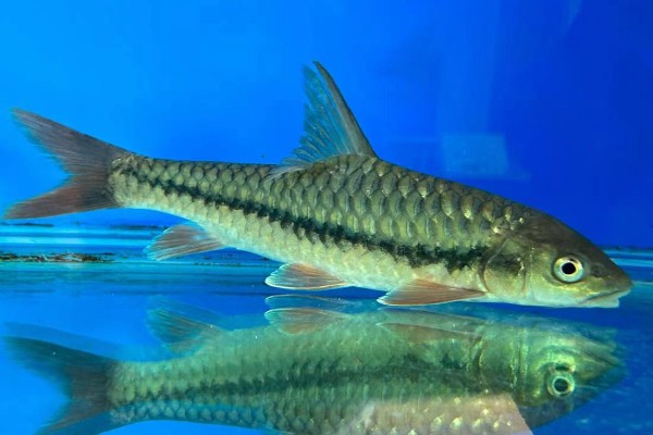 细身金线鲃是什么鱼？