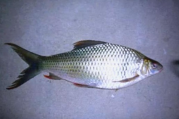 哈氏方口魮是什么鱼？