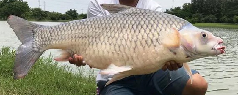 哈氏方口魮是什么鱼？