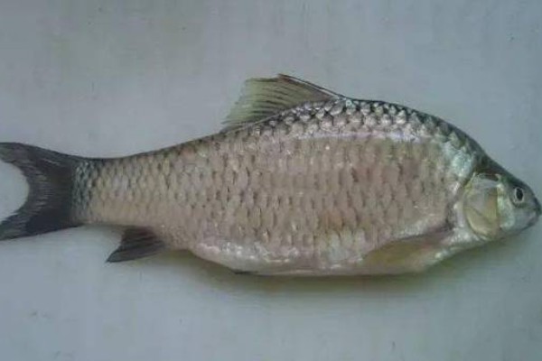 哈氏方口魮是什么鱼？