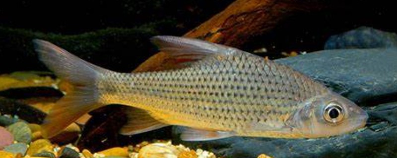 南腊方口魮是什么鱼？