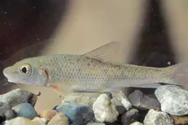 南腊方口魮是什么鱼？