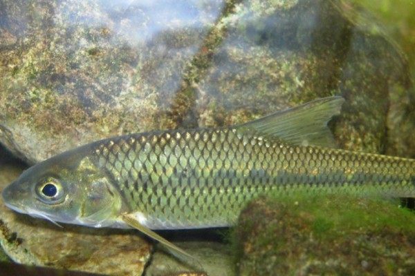 南腊方口魮是什么鱼？