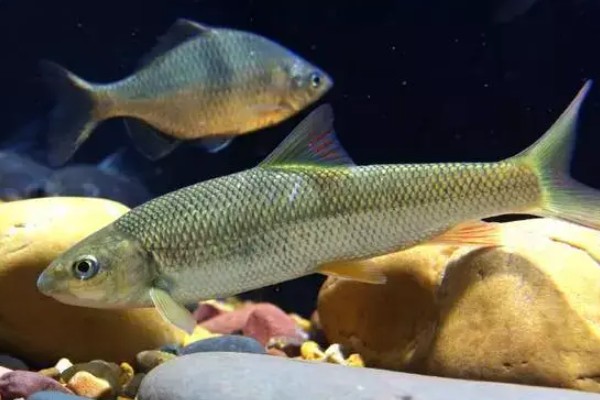 南腊方口魮是什么鱼？