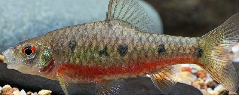 疏斑小鲃是什么鱼?
