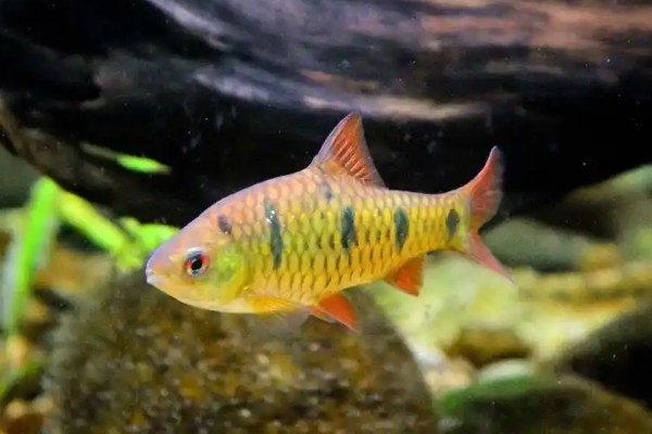 疏斑小鲃是什么鱼?