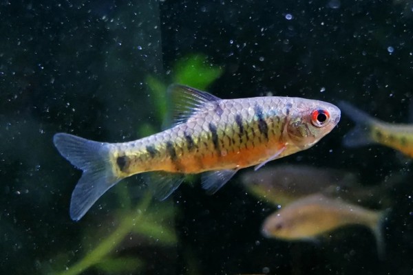 疏斑小鲃是什么鱼?