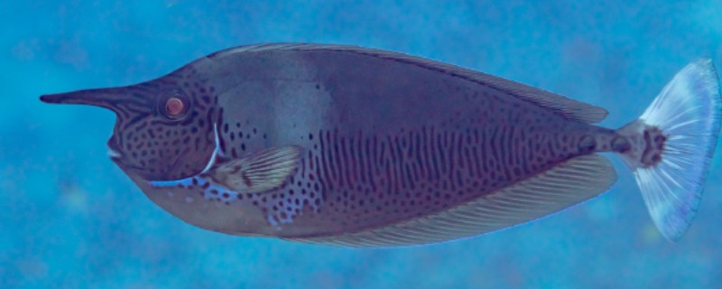 短吻鱼是什么鱼？