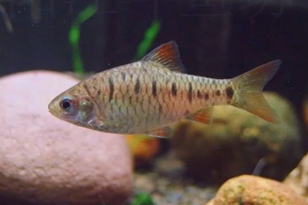 疏斑小鲃是什么鱼?