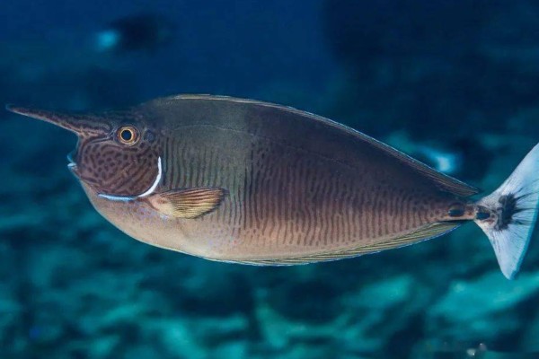 短吻鱼是什么鱼？