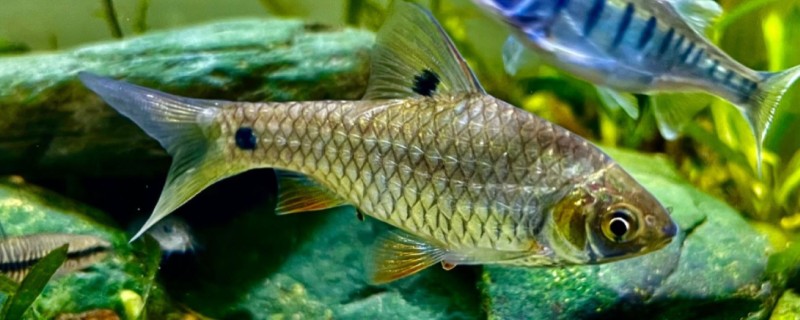 斑尾小鲃是什么鱼?