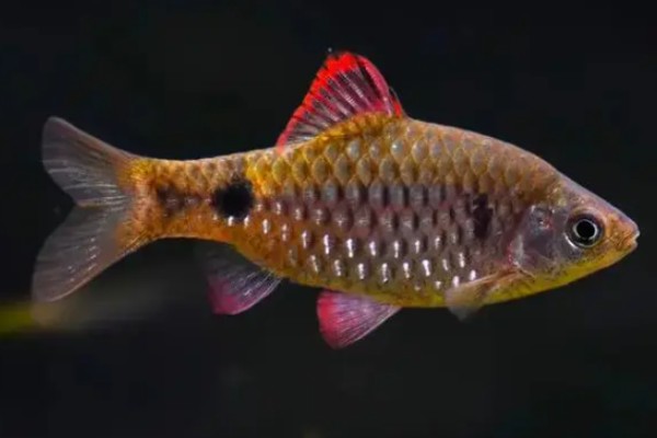 斑尾小鲃是什么鱼?