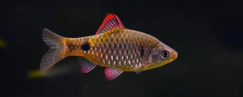 异斑小鲃是什么鱼?