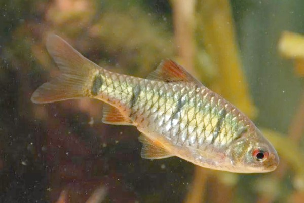 异斑小鲃是什么鱼?