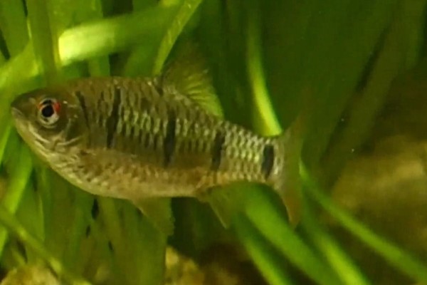 异斑小鲃是什么鱼?