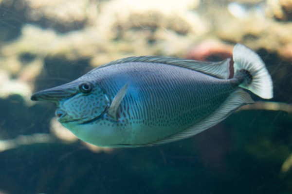 短吻鱼是什么鱼？