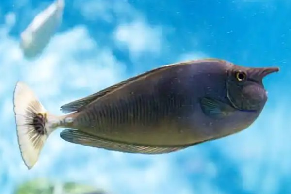 短吻鱼是什么鱼？