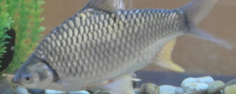 高体四须鲃是什么鱼?