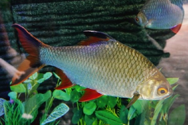 高体四须鲃是什么鱼？