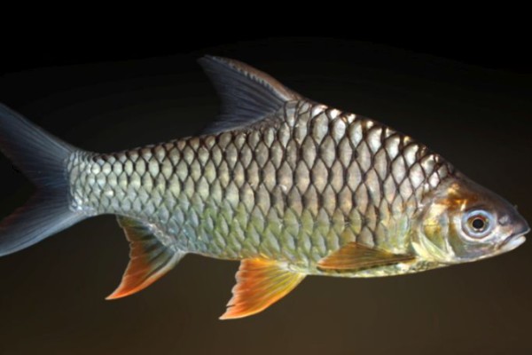 高体四须鲃是什么鱼？