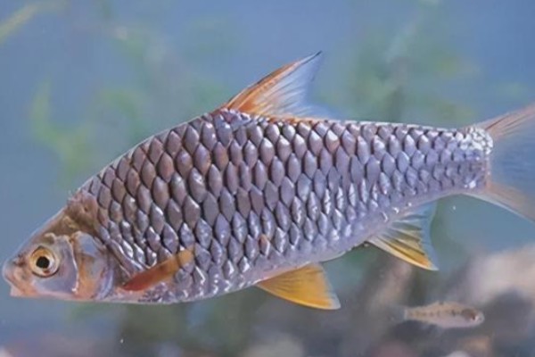 高体四须鲃是什么鱼？