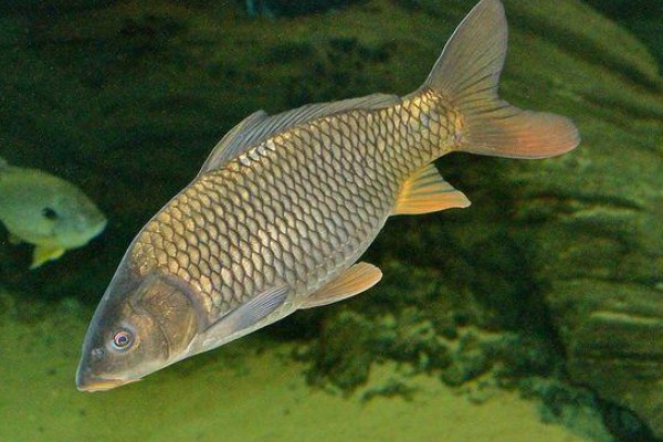 洱海四须鲃是什么鱼?