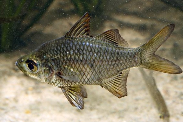 洱海四须鲃是什么鱼?