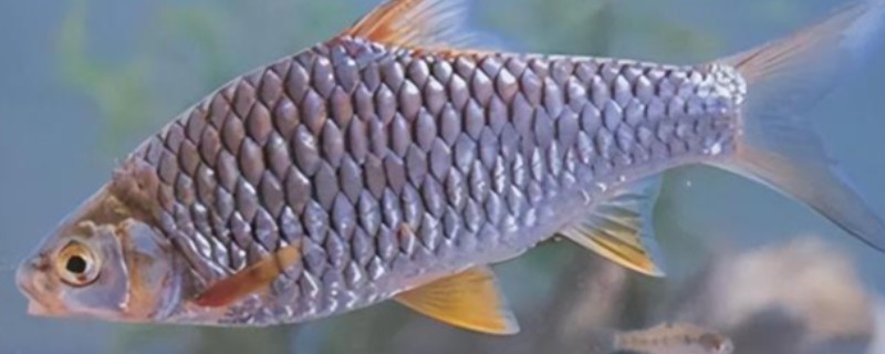 洱海四须鲃是什么鱼?