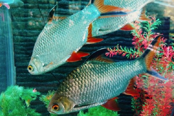 洱海四须鲃是什么鱼?