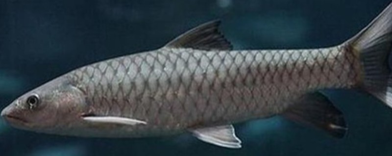 油四须鲃是什么鱼?