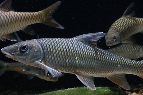 油四须鲃是什么鱼?