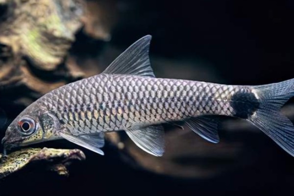 油四须鲃是什么鱼?