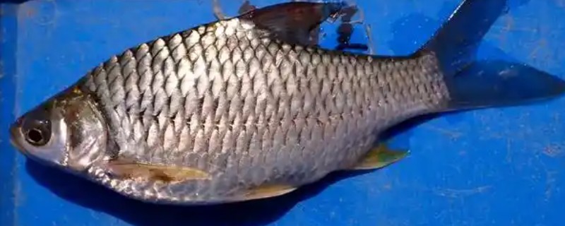 棱四须鲃是什么鱼?