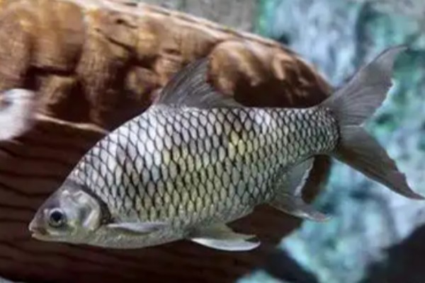 棱四须鲃是什么鱼?