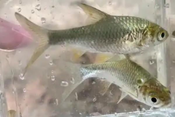 棱四须鲃是什么鱼?