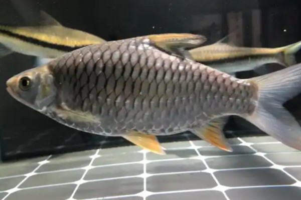 棱四须鲃是什么鱼?