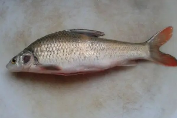 红鳍方口魮是什么鱼？
