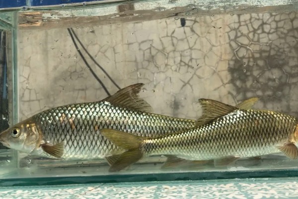 抚仙四须鲃是什么鱼?