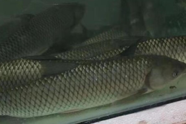 抚仙四须鲃是什么鱼?