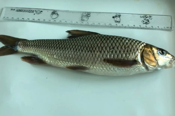 抚仙四须鲃是什么鱼?