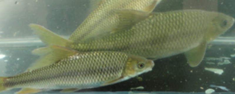 抚仙四须鲃是什么鱼?