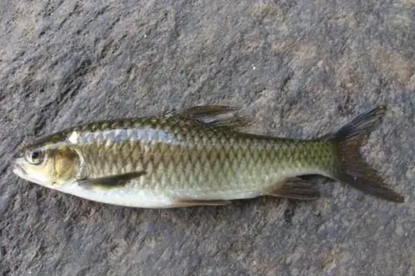 常氏四须鲃是什么鱼？