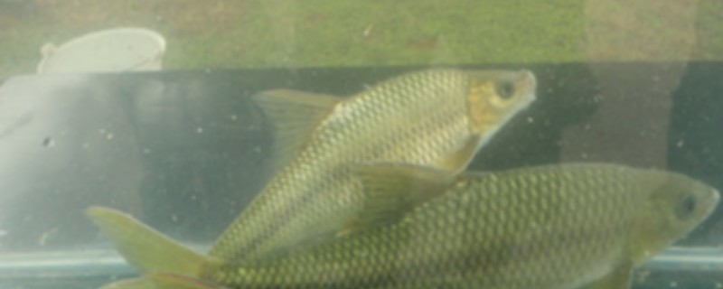 常氏四须鲃是什么鱼?