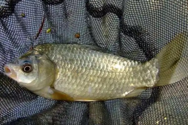 常氏四须鲃是什么鱼？