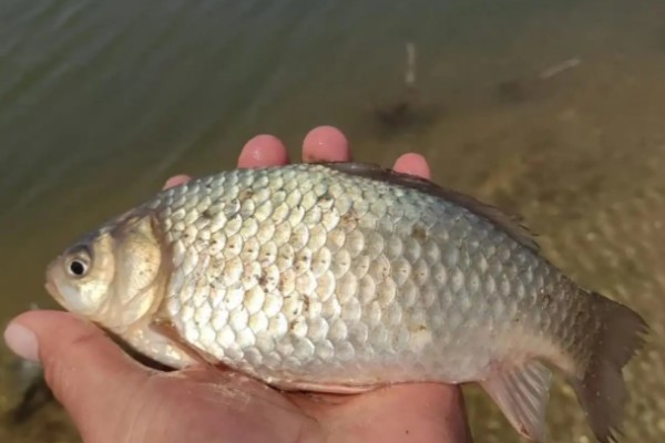 常氏四须鲃是什么鱼？